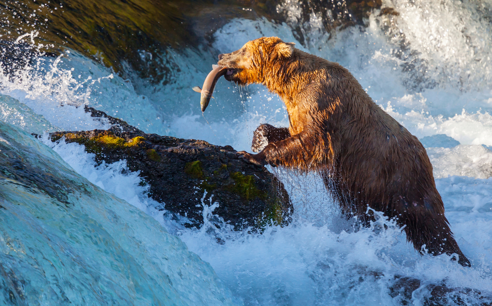 Bear catching salmon in a stream in Alaska