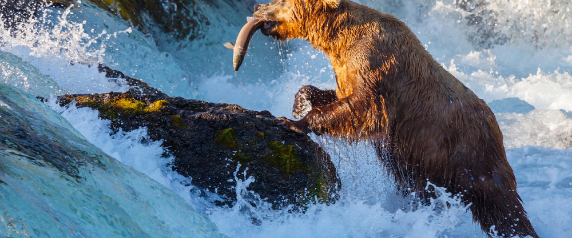 Bear catching salmon in a stream in Alaska