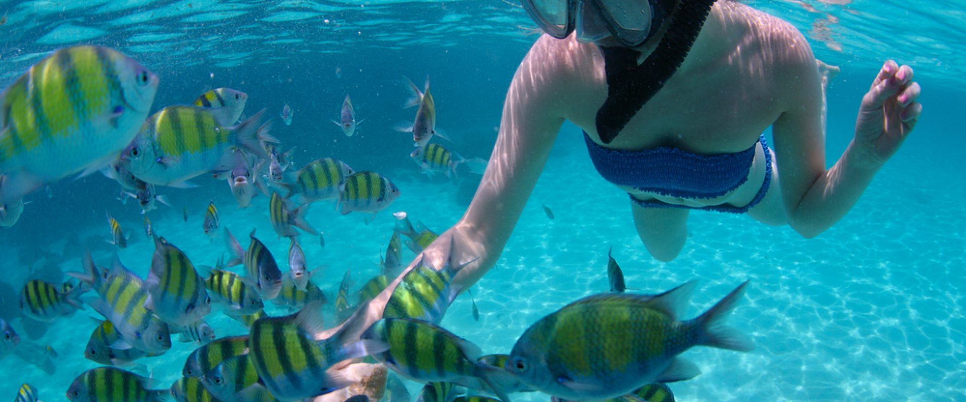 Young woman snorkeling in a tropical sea and feeding fish